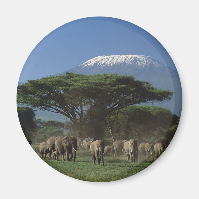 Elphants of Mt.Kilimanjaro Magnet (Framsidan)