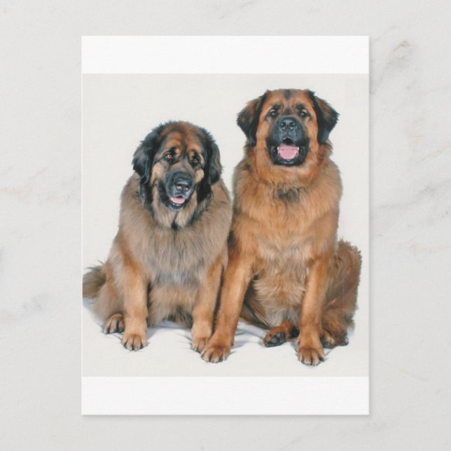 Elsa & Wellington Vykort (Framsida)