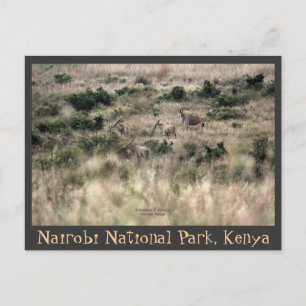 Elsälantar i Nairobi nationalpark, Kenya Vykort