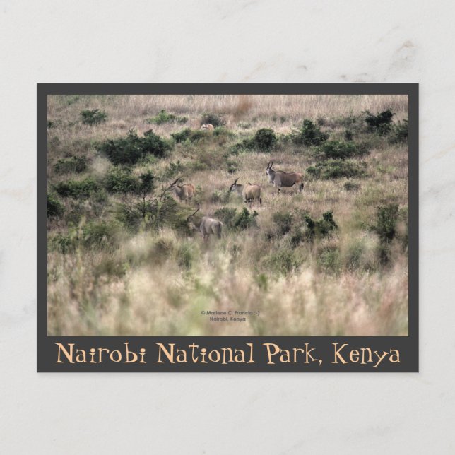 Elsälantar i Nairobi nationalpark, Kenya Vykort (Framsida)