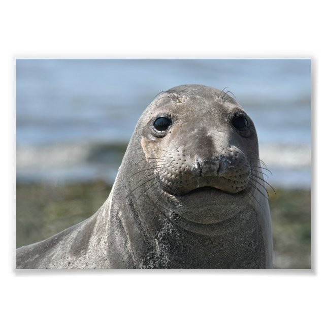 Elsie Mae Anacortes Fototryck (Framsidan)