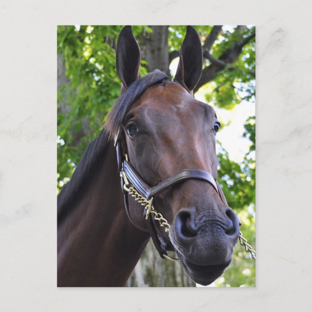 Elusiv kvalitetsfyllning vykort (Framsida)