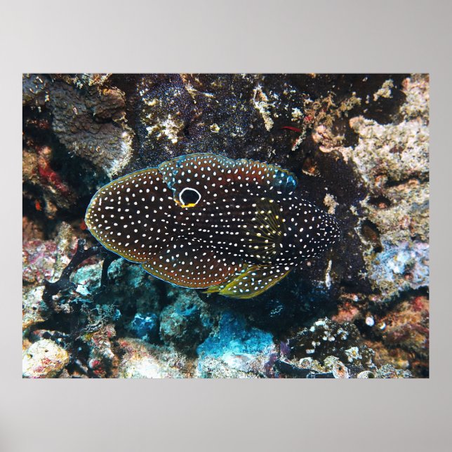 Elusive Comet Poster (Framsidan)