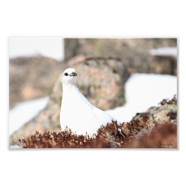 Elusive Ptarmigan Fototryck (Framsidan)