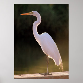 Elusive White Poster