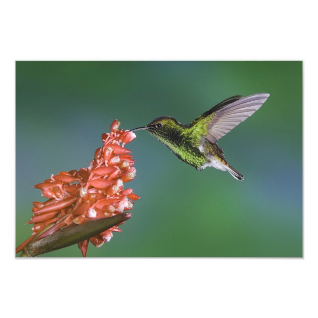 Elvira cupreiceps, Coppery-head Emerald, Elvira cu Fototryck (Framsidan)