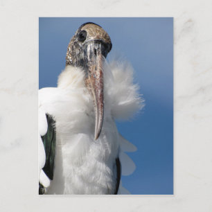 Elvis - vykort för trästork