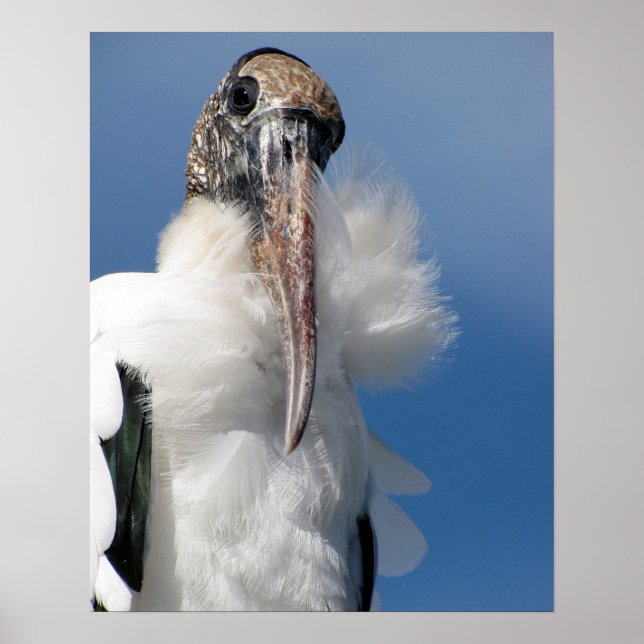 Elvis - Wood Stork Poster (Framsidan)