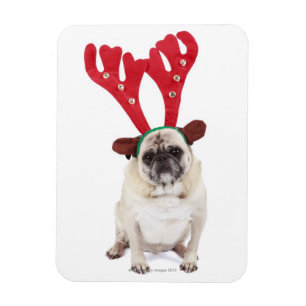 Embarraserad tittar Pug med Reindeer Antlers Magnet