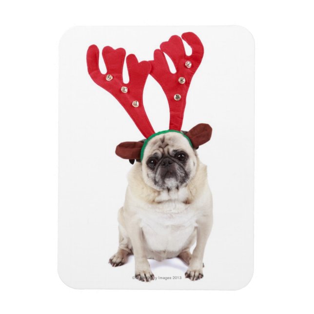 Embarraserad tittar Pug med Reindeer Antlers Magnet (Vertikal)