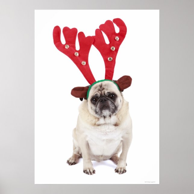Embarraserad tittar Pug med Reindeer Antlers Poster (Framsidan)
