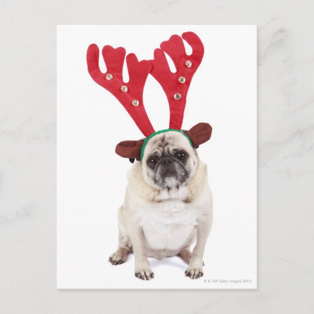 Embarraserad tittar Pug med Reindeer Antlers Vykort (Framsida)