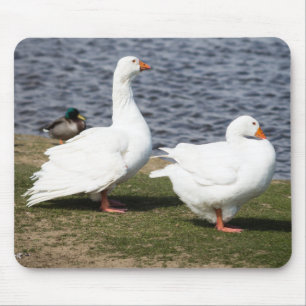 Embden Geese Musmatta