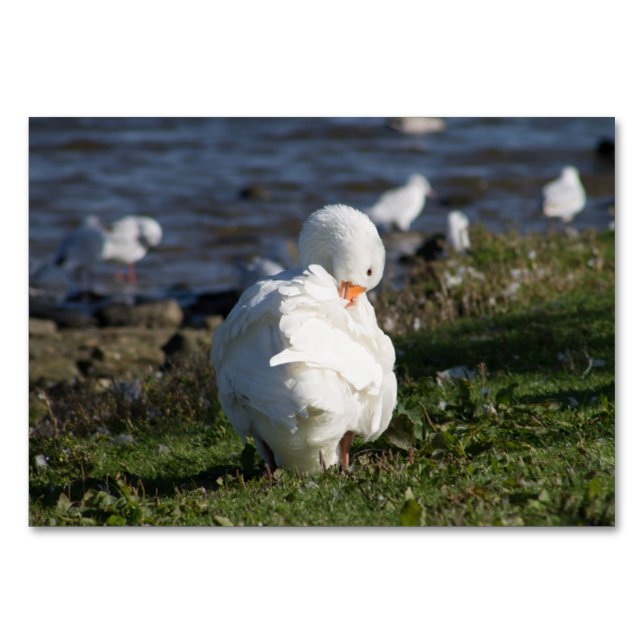 Embden Goose Bordsnummer (Framsidan)