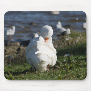 Embden Goose Musmatta