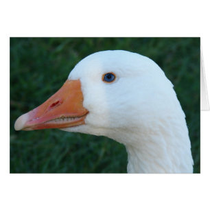 Embeden Goose Hälsningskort