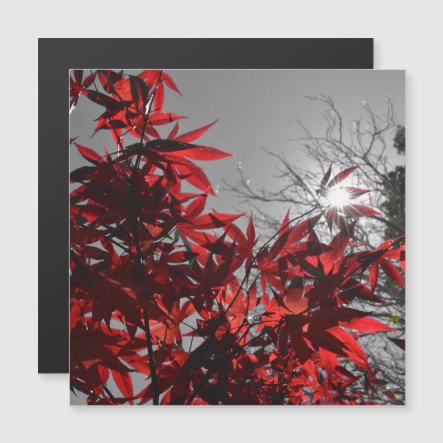 Embers of Autumn Magnetic Card (Fram/baksida)