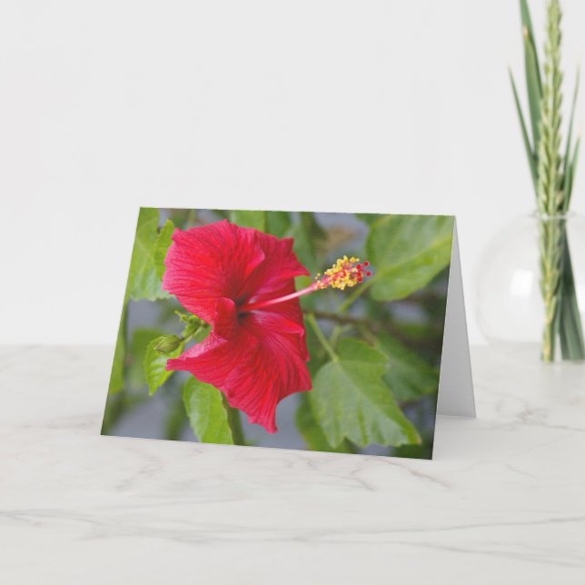 Embossed Red Hibiscus, Louise's Flower Kort (Framsida)