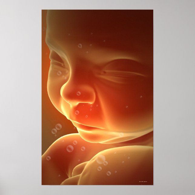 Embryonal utveckling 4 poster (Framsidan)