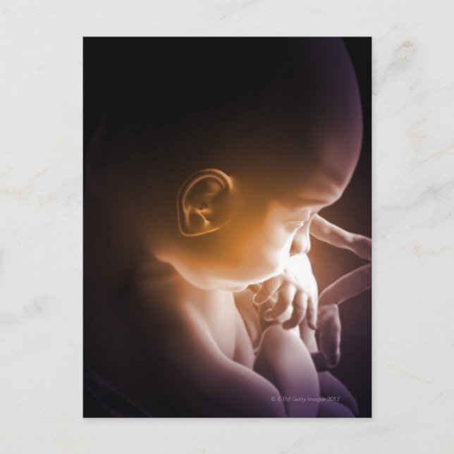 Embryonal utveckling 5 vykort (Framsida)