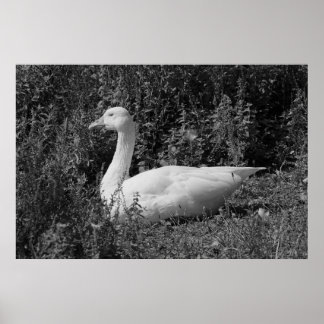 Emden gås poster