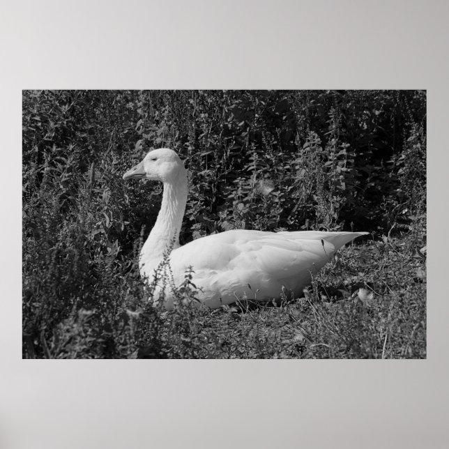 Emden gås poster (Framsidan)