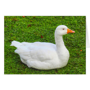 Emden Goose Hälsningskort