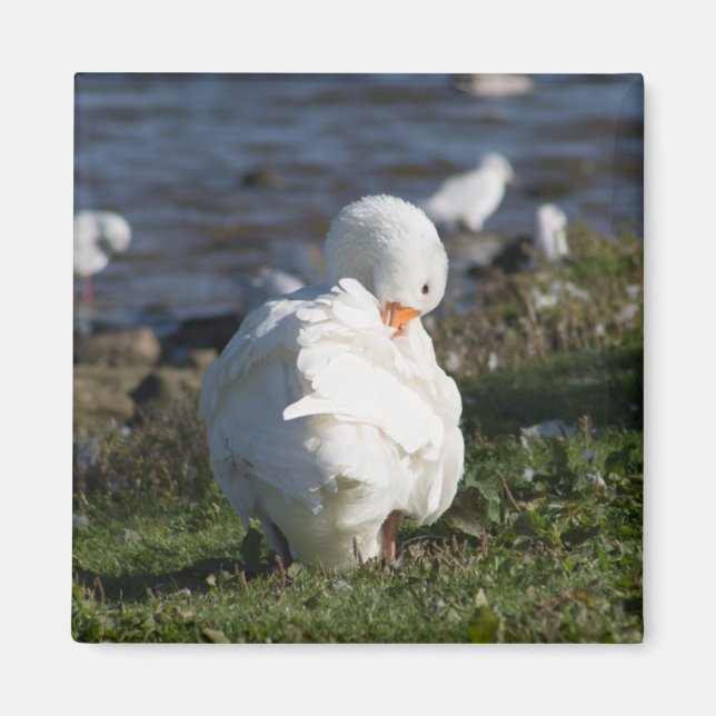 Emden Goose Magnet (Framsidan)