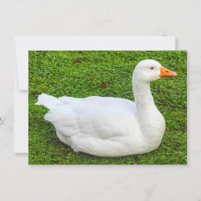 Emden Goose, Roath Park Sjö, Cardiff, Wales. Kort (Framsida)