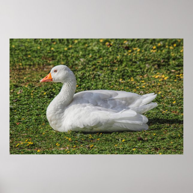 Emden Goose, Roath Park Sjö, Cardiff, Wales. Poster (Framsidan)