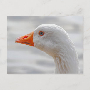 Emden Goose, Roath Park Sjö, Cardiff, Wales. Vykort