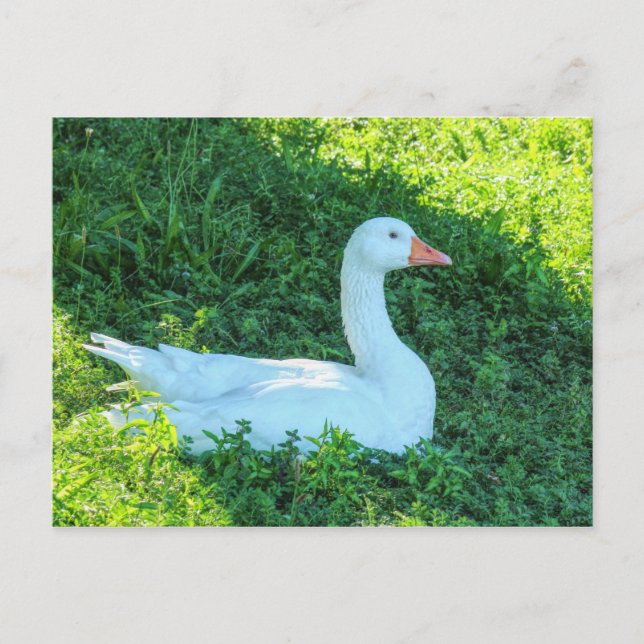 Emden Goose Sitta i skuggningskortet Vykort (Framsida)