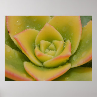 Emerald Bloom: Nature’s Liquid Jewel Poster