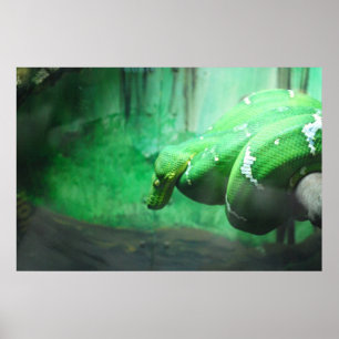 Emerald Boa Poster