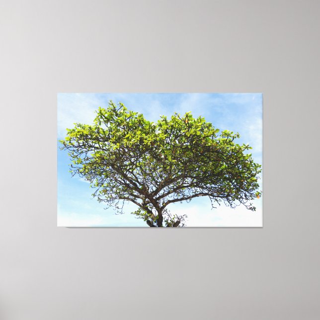 Emerald Canopy: The Coastal Almond Tree Canvastryck (Framsida)