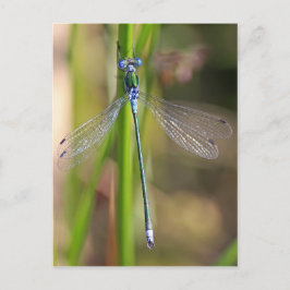 Emerald Damselfly Vykort