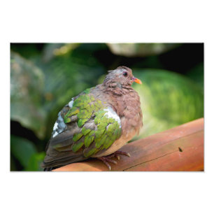 Emerald Dove Profile och Perch Fototryck