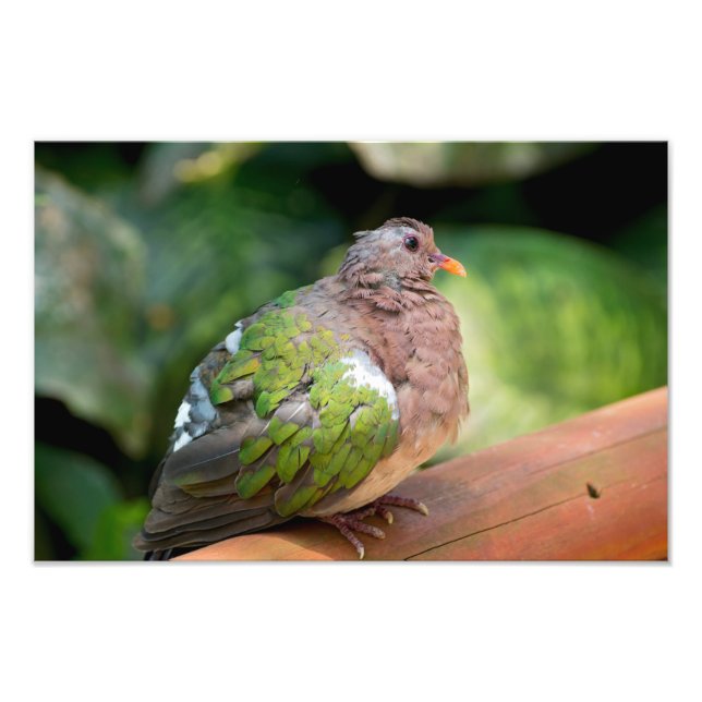 Emerald Dove Profile och Perch Fototryck (Framsidan)