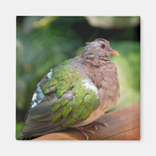 Emerald Dove Profile och Perch Magnet