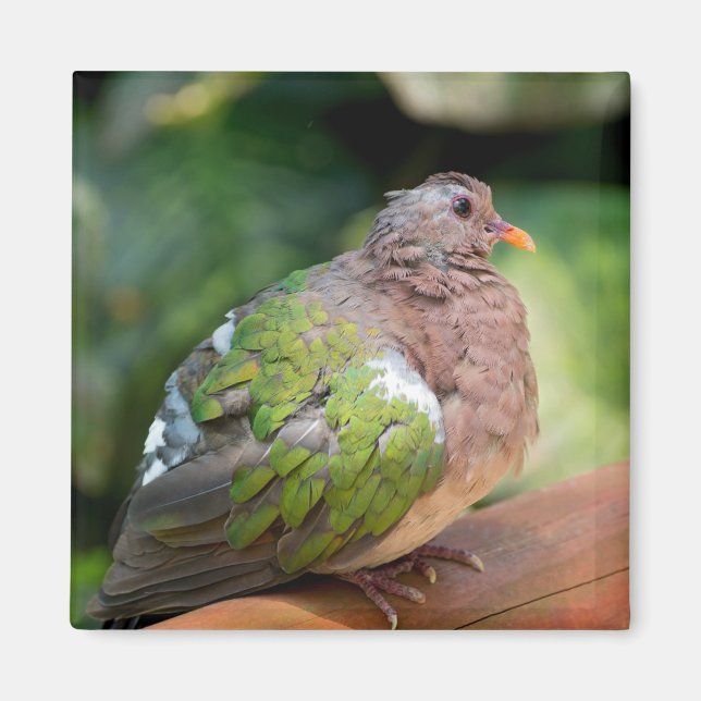 Emerald Dove Profile och Perch Magnet (Framsidan)