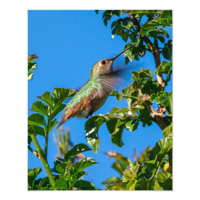 Emerald Flash: Kolibri i Rörelse Fototryck (Framsidan)