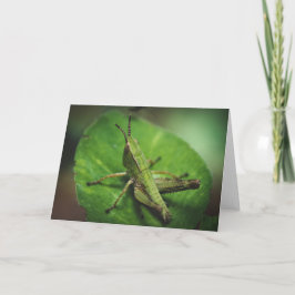Emerald Majesty: An Elegant Grashopper Kort