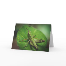 Emerald Majesty: An Elegant Grashopper