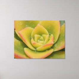 Emerald Succulent Macro Canvas Wall Art Print 