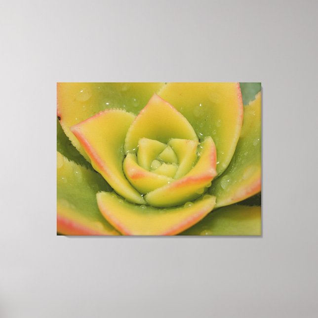 Emerald Succulent Macro Canvas Wall Art Print  (Framsida)
