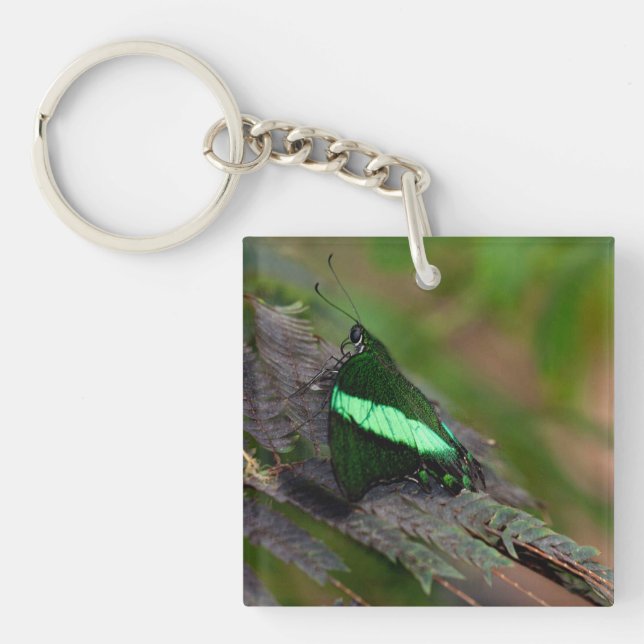 Emerald Swallowtail (Framsidan)