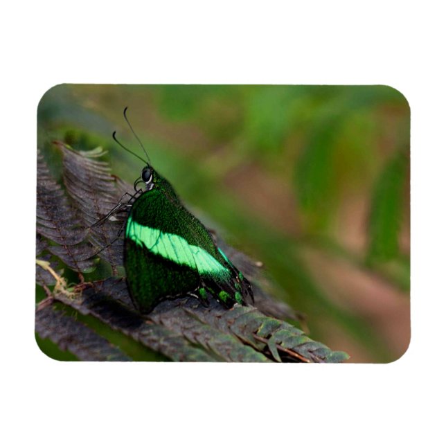 Emerald Swallowtail butterfly Magnet (Horisontell)