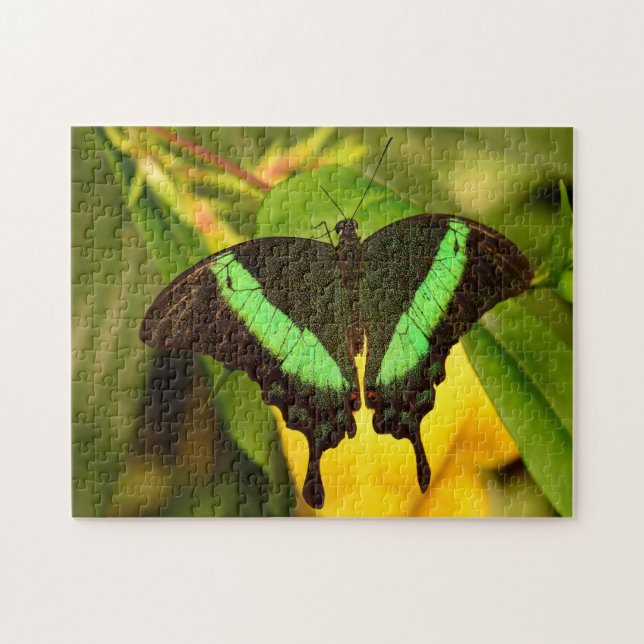 Emerald Swallowtail Butterfly. Pussel (Horisontell)