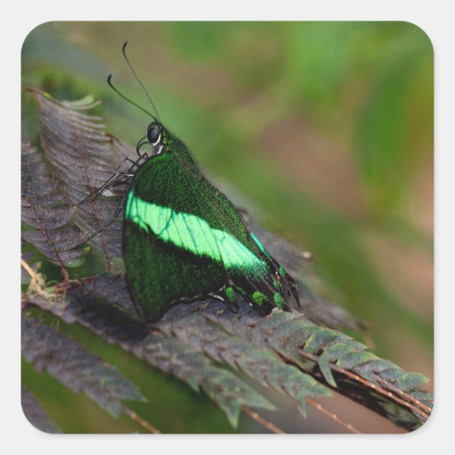 Emerald Swallowtail Fyrkantigt Klistermärke (Framsida)