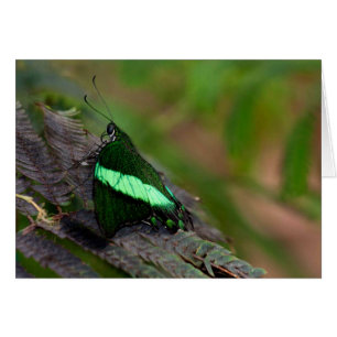 Emerald Swallowtail Hälsningskort